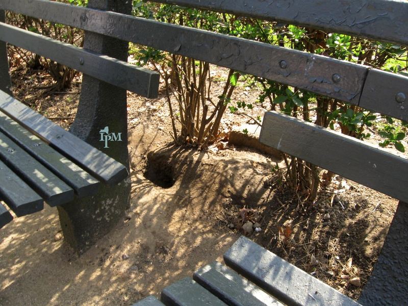 A rat burrow entrance dug into bare soil beneath a park bench