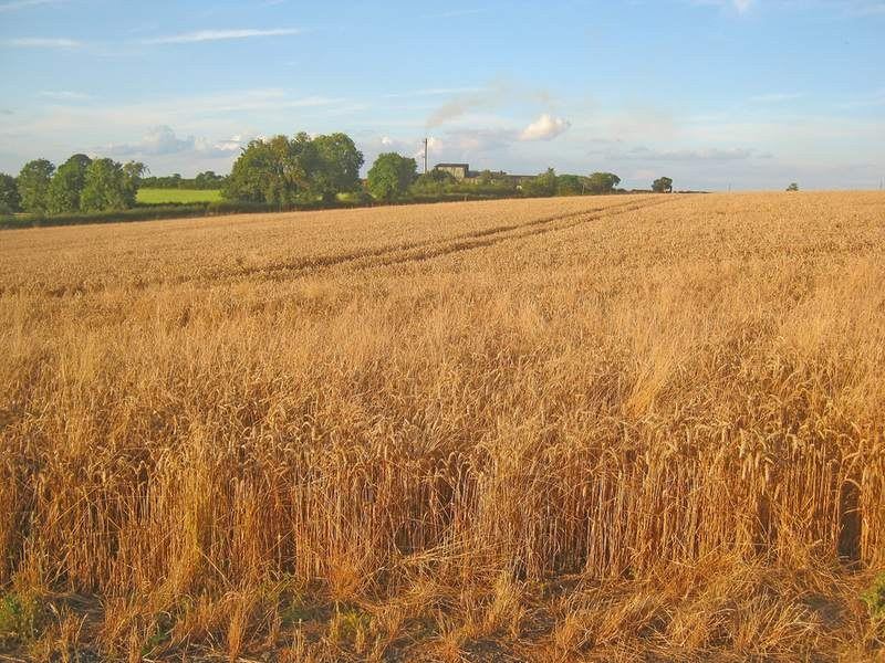 A field of ripe wheat under a summer sky